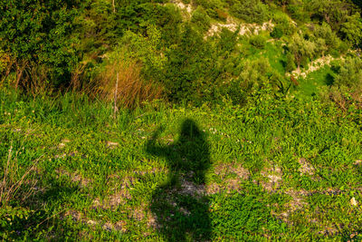 Shadow of man on grassy field