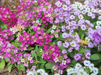 Close-up of pink flowering plants