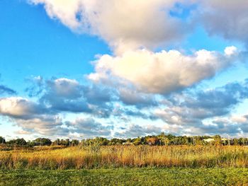 Scenic view of field against clear sky