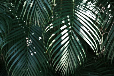 Close-up of palm leaves