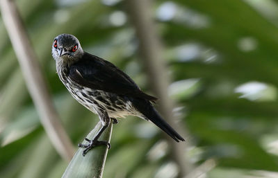 Close-up of starling bird perching on green plant