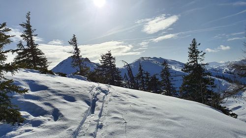 Ski track on snowcapped mountain against sky with pine trees