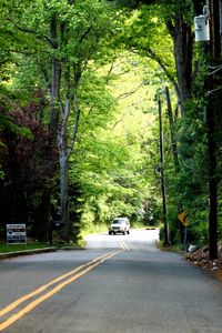 Cars on road in forest