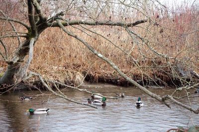 Scenic view of river by bare tree