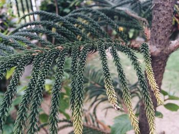 Close-up of succulent plant