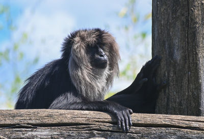 Close-up of monkey