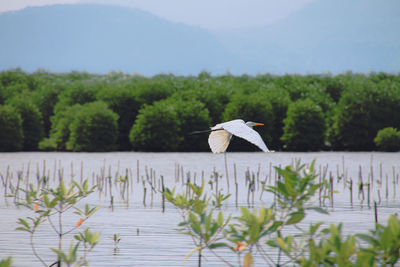 White stork flying over a mangrove forest