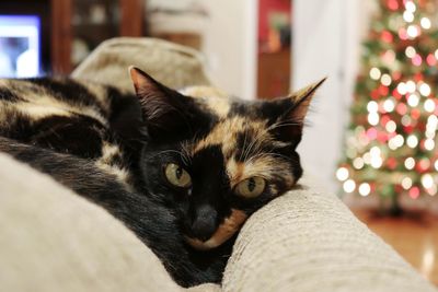 Close-up of cat sitting at home