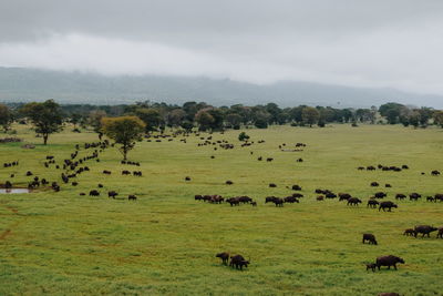 A herd of buffaloes grazing at taita hills wildlife sanctuary, voi, kenya
