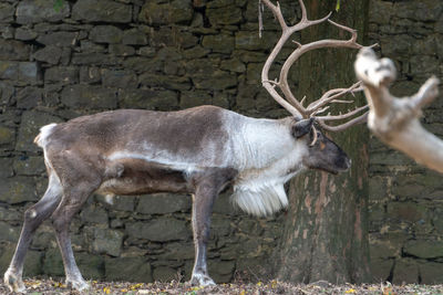 Deer standing on field