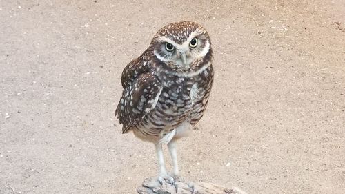 Close-up portrait of owl