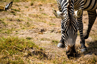 Zebras on a field