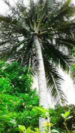 Low angle view of palm trees