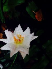 Close-up of flowers