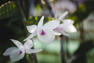 Close-up of flower blooming outdoors