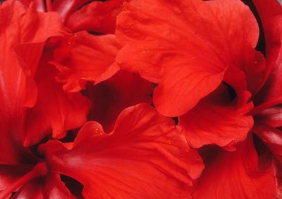 Full frame shot of red flower