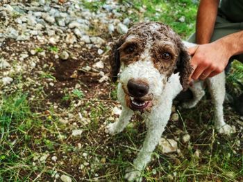 Portrait of lagotto romagnolo truffle dog