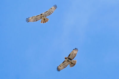 Low angle view of seagull flying against clear blue sky