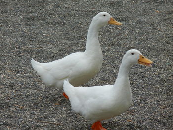 High angle view of seagulls on field