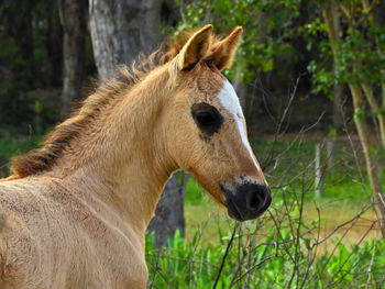 Close-up of a horse on field