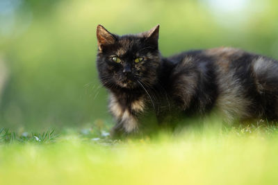 Portrait of cat on field