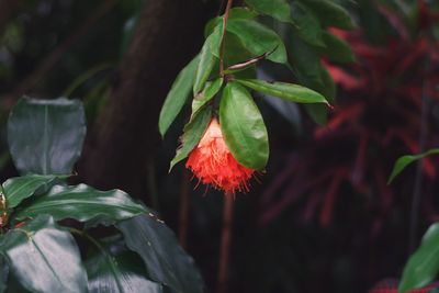 Close-up of fresh green leaves