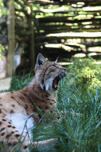Close-up of a lynx yawning