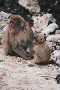Monkey sitting on rock