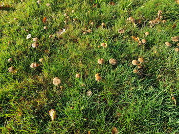 High angle view of flowering plants on field