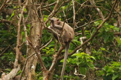 Squirrel sitting on a tree