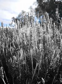 Close-up of plants on field against sky