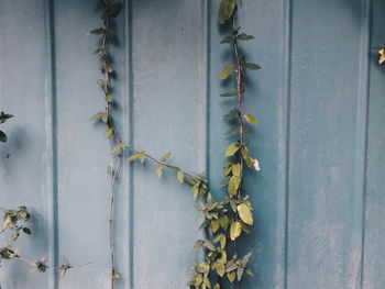 Close-up of ivy on wall