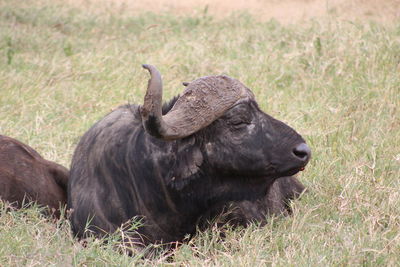 Elephant relaxing on field