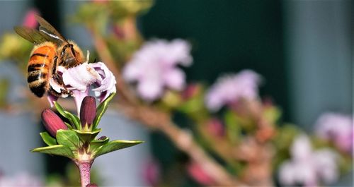 Close-up of bee on purple flower