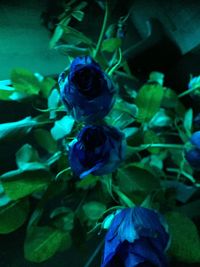 Close-up of blue rose