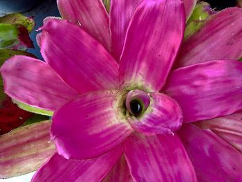 Close up of pink flower