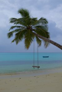 Scenic view of palm trees on beach against sky