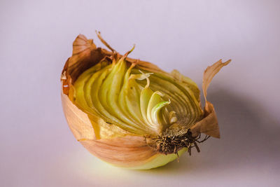 Close-up of rose on white background