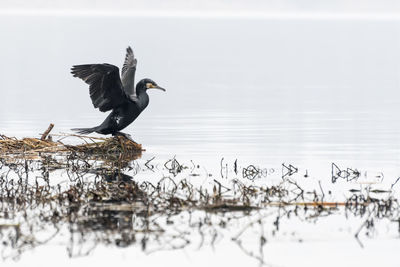 View of birds flying over lake