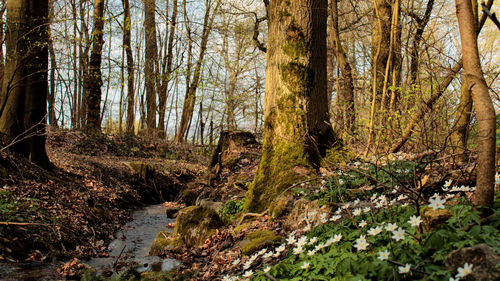 Trees growing in forest