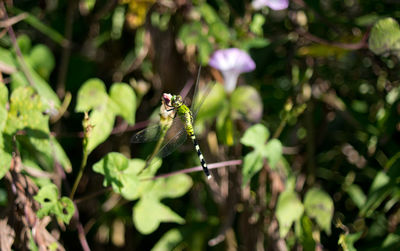 Close-up of insect on plant