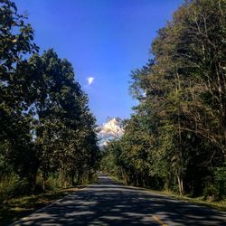 Empty road along trees