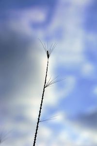 Close-up of dried plant against the sky