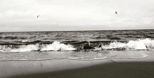 Seagull flying over beach against sky