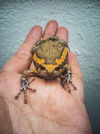 Banded bullfrog on human hand