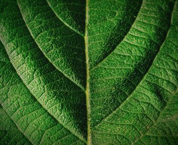 Full frame shot of green leaf