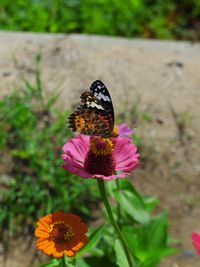 Close-up of butterfly on flower