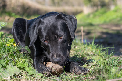 Portrait of a black labrador puppy playing with a stick