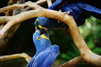 Close-up of blue parrot perching on branch