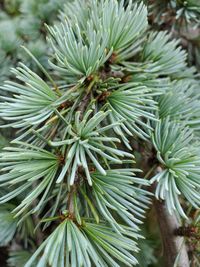 Close-up of pine tree